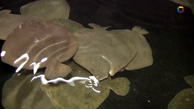 Company Profile смотреть онлайн