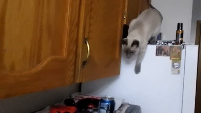 Gandalf, The Blue Point Siamese Cat. смотреть онлайн