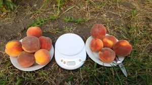 Персик Флеминг Фьюри Flamin`Fury PF-23 (16.08.2018)