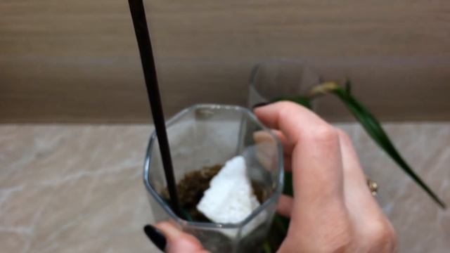 Реанимация каттлеи без корней. Через 5 дней растут корешки. Реанимация дендробиумов без корней смотреть онлайн