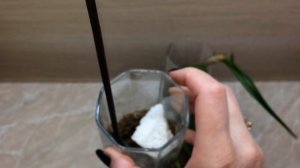 Реанимация каттлеи без корней. Через 5 дней растут корешки. Реанимация дендробиумов без корней