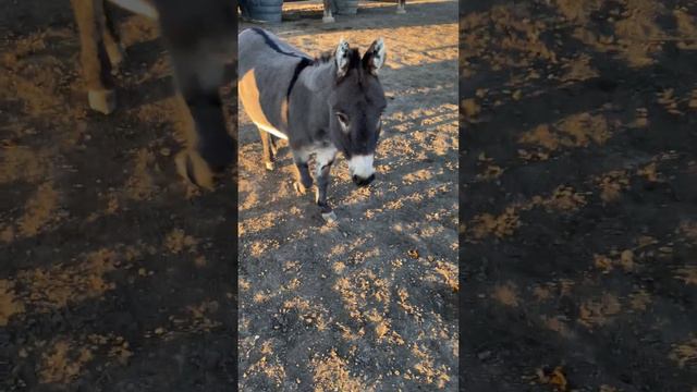 Tuning Forks with Horse & Donkeys смотреть онлайн