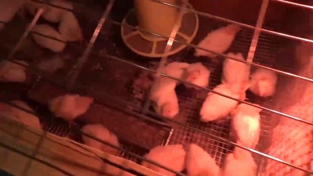 Как правильно перевести перепелов на новый комбикорм. Перепелятам 2 недели. смотреть онлайн