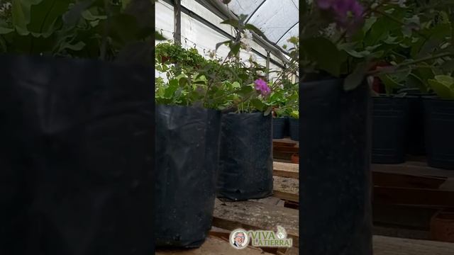 Todo sobre la Lantana 🌺 смотреть онлайн