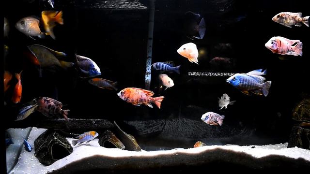 NIMBOCHROMIS VENUSTUS - SPECIES PROFILE смотреть онлайн