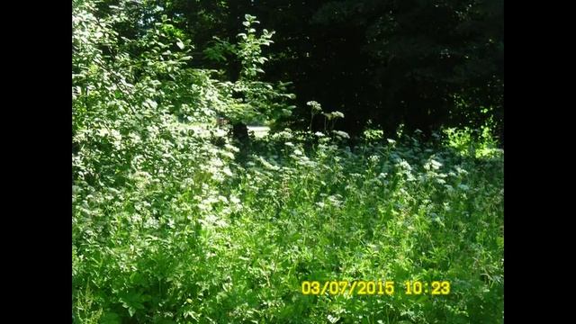 Ботанический сад Вильнюсского университета (Часть 2-я) смотреть онлайн