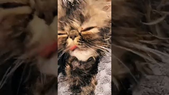 Nancy knows the importance of thoroughly washing them paws 🐾🐱 #fyp #foryou #foryoupag... смотреть онлайн