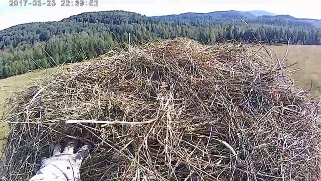 Сенокос. Ч. 2.Собираем сено