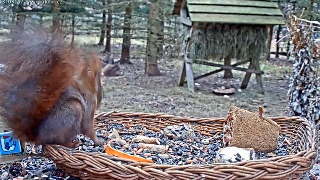 Белки кушают семечки из кормушки,потом берут орехи с собой #Кормушки#Птицы#Белки#Чехия смотреть онлайн