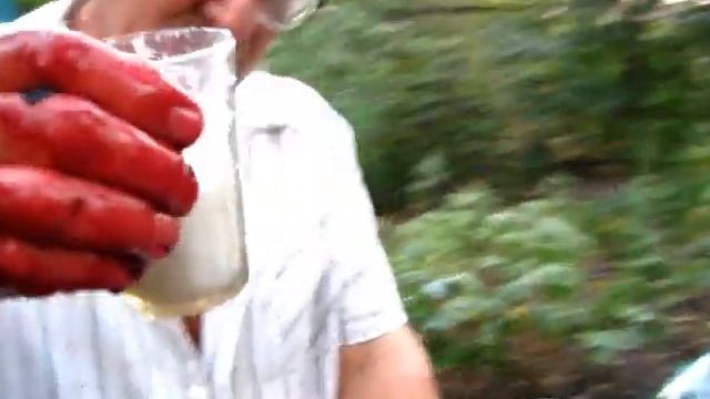 Как заделать ЗАКВАСКУ ДЛЯ КРАСНОГО ВИНА ИЗ СИНЕГО ВИНОГРАДА смотреть онлайн