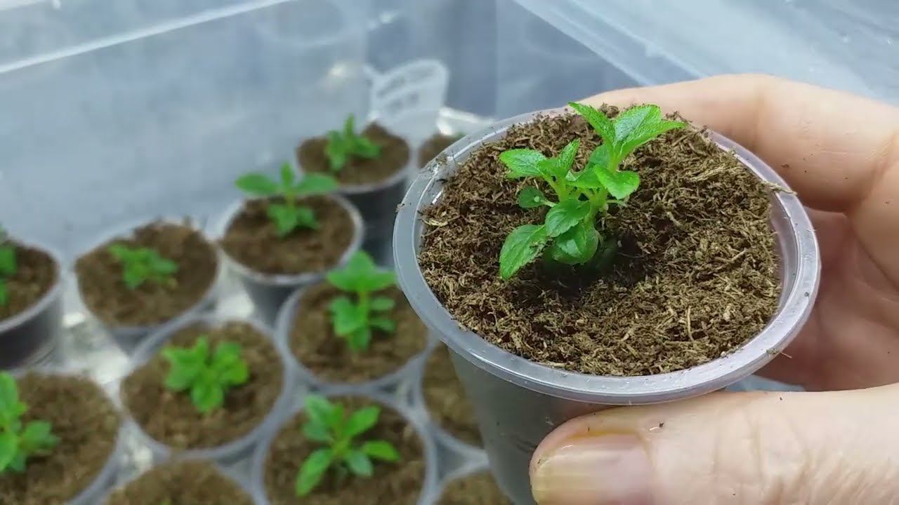 ГОРТЕНЗИЯМ ин витро - почти месяц. Развитие. Наблюдения смотреть онлайн