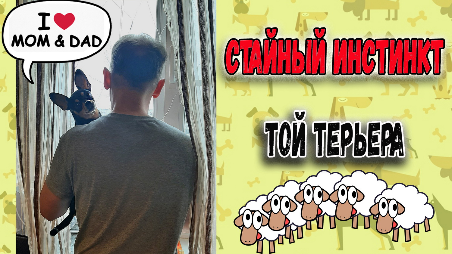 Когда стая не в сборе или как гуляет Той с одним хозяином смотреть онлайн