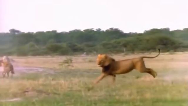 Лев убивает Гиену Жесть!!! lions kill hyenas смотреть онлайн