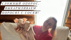 Нас показали по телевидению! Как прошел опорос!Новости Молодой фермы!