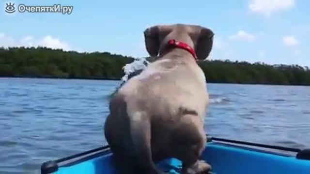 Хотела поймать дельфина смотреть онлайн