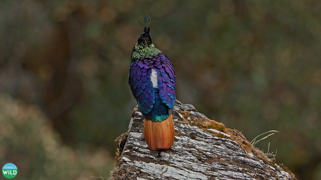 Himalayan Monal: Mesmerizing Calls & Displays in Chopta смотреть онлайн