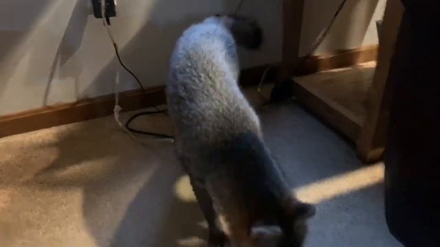 Ivy the Grey fox so sweet but so bad. Fox Perfect. смотреть онлайн