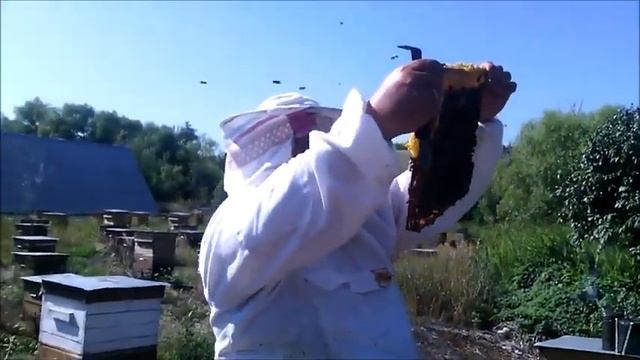 Среднерусские пчёлы, работа с гнездом смотреть онлайн