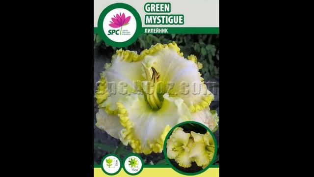 #Лилейники15 #Цветы для сада и бизнеса от Ольги Шевчук смотреть онлайн