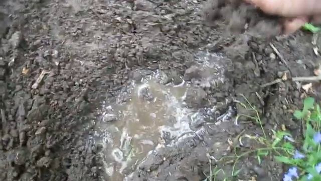 Клематис мелкоцветковый белый жгучий, Флямула. Размножение. Многолетние лианы. Белоснежный водопад. смотреть онлайн