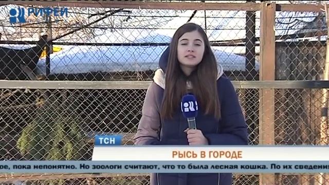По улицам Перми разгуливает дикая рысь смотреть онлайн
