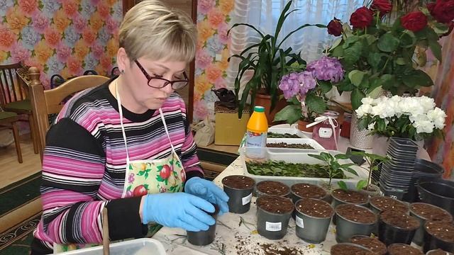 [2023]Как развиваются глоксинии.Разговор  о том когда болеем.