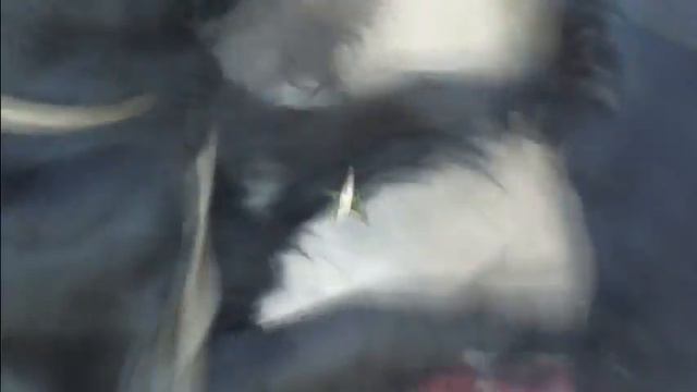 моя собака кокер-спаниель