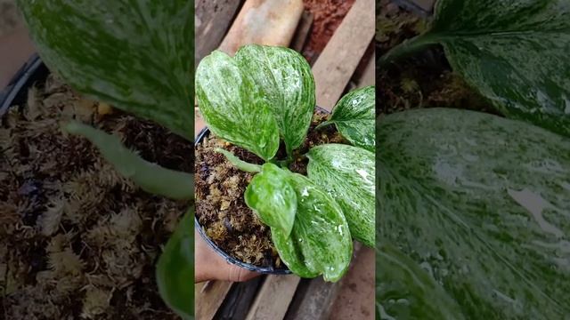 Scindapsus Treubii Moonlight Variegata Mint