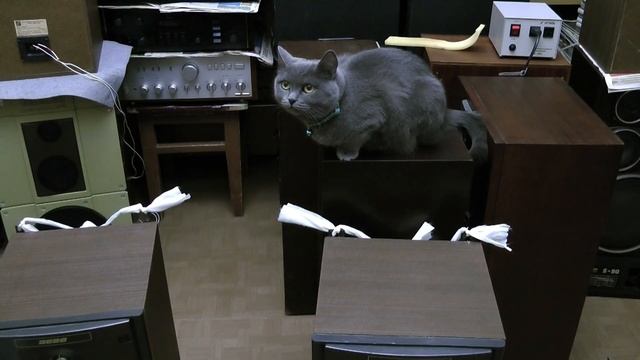 Котэ проверят звучание или воскресный закуп смотреть онлайн