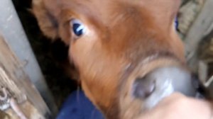 Расходы на телёнка за 3 месяца / В каком возрасте лучше покупать телят!