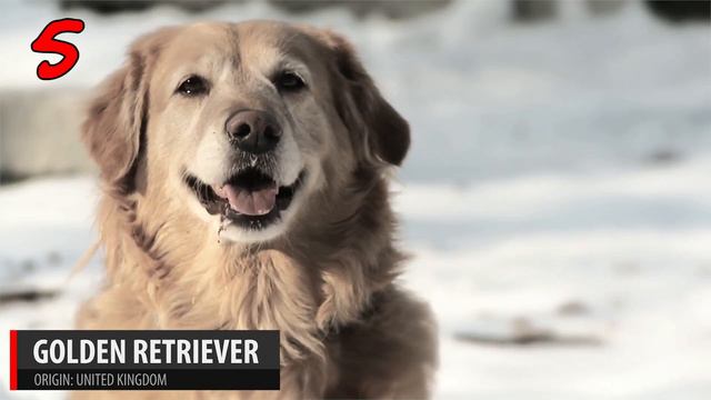 Top 10 Most Popular Dog Breeds in the World - Dogs 101 | Kiddopedia смотреть онлайн