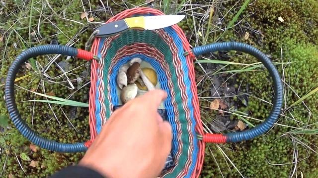 УСТАЛ РЕЗАТЬ ПОДБЕРЁЗОВИКИ | ПОХОД ЗА ГРИБАМИ АВГУСТ 2020, ПЕРМСКИЙ КРАЙ смотреть онлайн