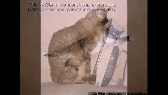 Ржачные коты! "Фото" смотреть онлайн