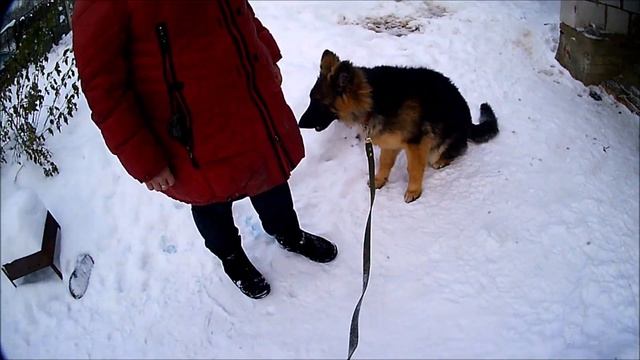 Щенок немецкой овчарки боится людей. Как ему помочь преодолеть свой страх? смотреть онлайн