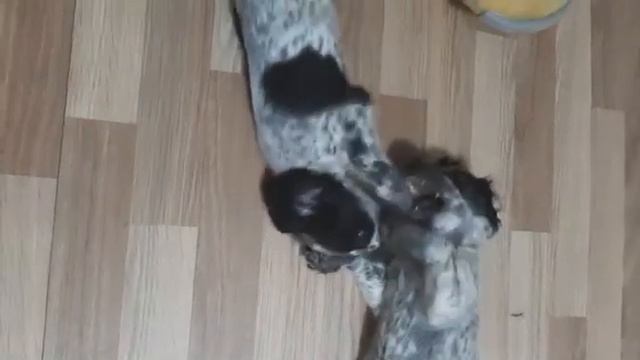 Русский Охотничий Спаниель. Щенки.