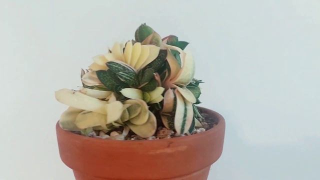 Gasteria Bicolor Variegata