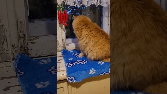 29 июля 2023 г. Рыжий кот Вечер на окне ?? смотреть онлайн