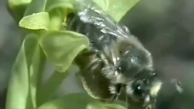 Орхидеи используют насекомых для закрепления мутаций смотреть онлайн