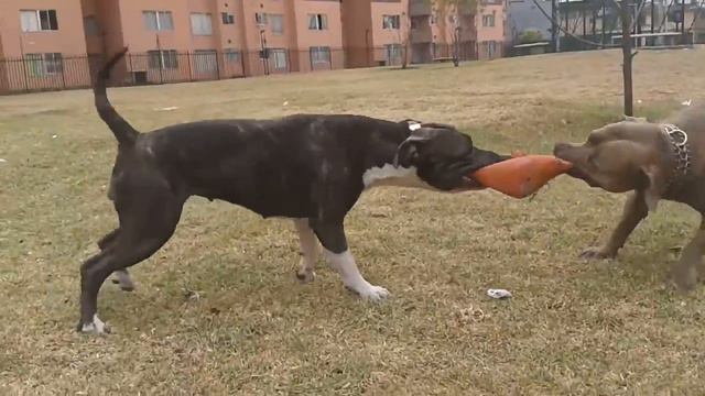 American pitbull terrier vs Stafford shire terrier смотреть онлайн