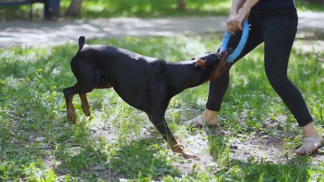 Types Of Doberman | American Doberman Vs European Doberman - Which is Right for You? смотреть онлайн