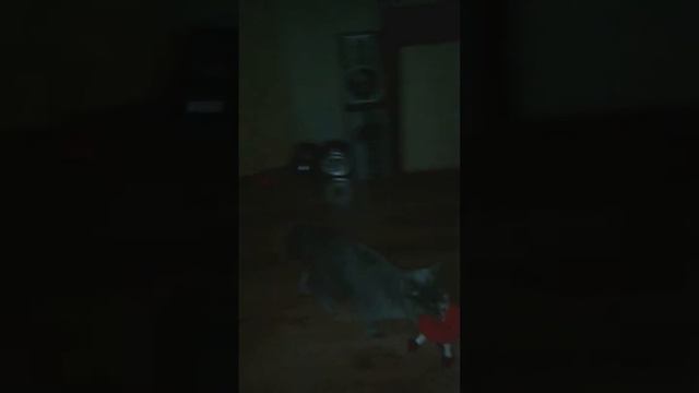 Наша умная кошка по клички Мася смотреть онлайн