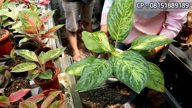 JUARANYA BUNGA AGLONEMA TOP PERFORM.. AGLAONEMA KOLEKSI MURAH,EETTT ADA BUKU SPLENDID AGLAONEMA JUG смотреть онлайн