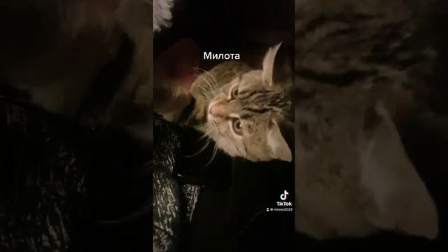 Кошка убийца - черноногая кошка оказалось милой зверюшкой смотреть онлайн