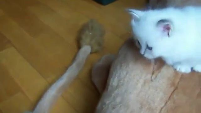 Милые белые котята смотреть онлайн