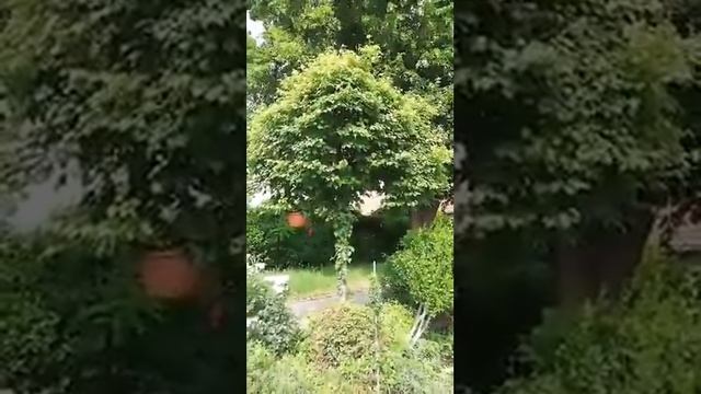 Tilia cordata Green Globe смотреть онлайн