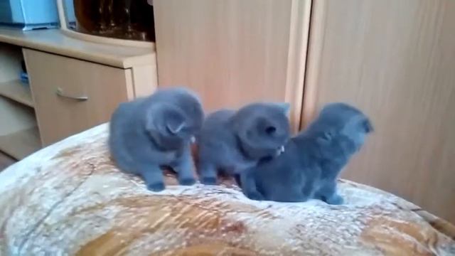 Котята  родились 25 01 2015