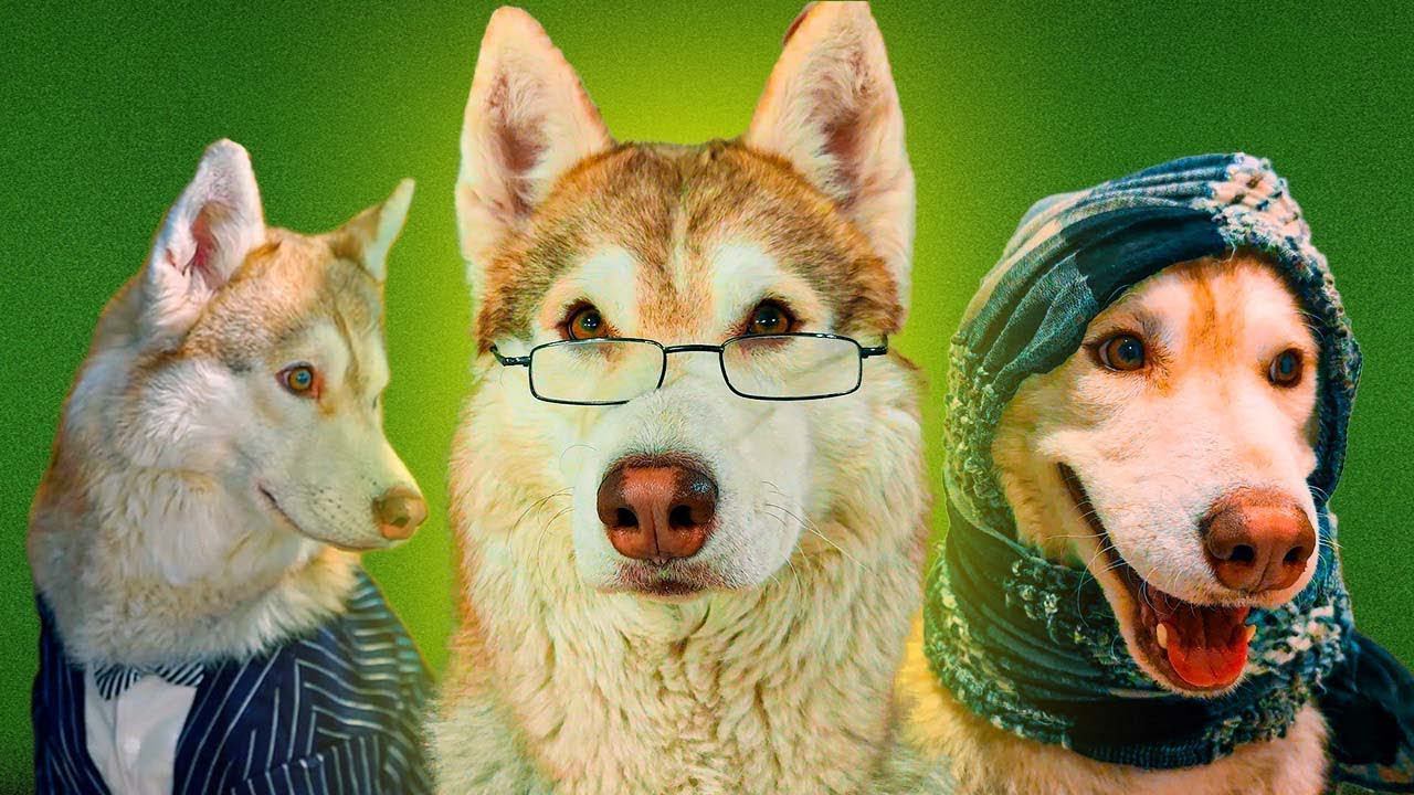 ЕСЛИ БЫ ПЕСИКИ ХОДИЛИ В ШКОЛУ! Лучшие серии за все время!! смотреть онлайн