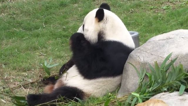 Gigant Panda / 大熊猫 / бамбуковый медведь (Ailuropoda melanoleuca) смотреть онлайн