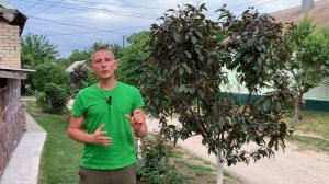 Мульчирование для деревьев