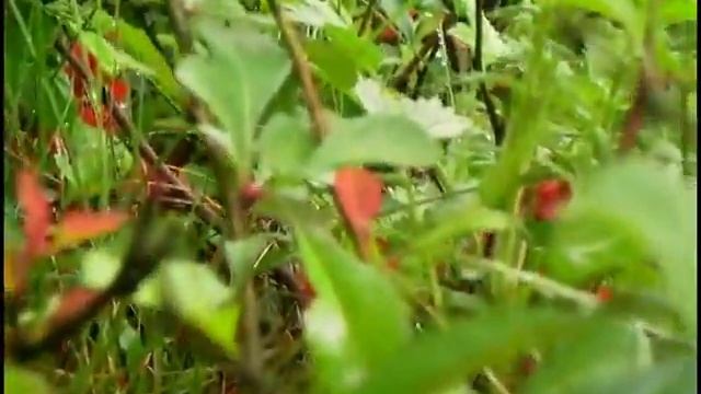 Цветение айвы малой японской 08 may 2016 ajva смотреть онлайн